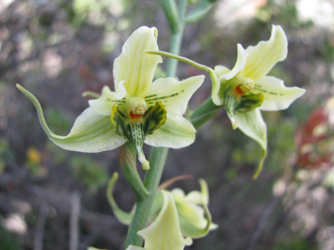 Gavilea araucana Gavilea araucana