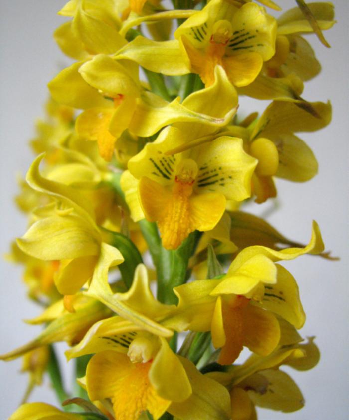 Gavilea odoratissima es una de las más lindas a pesar de tener flores pequeñas su inflorescencia floral es de de unos 25 cm llena de flores amarillas y fragantes Gavilea odoratissima es una de las más lindas a pesar de tener flores pequeñas su inflorescencia floral es de de unos 25 cm llena de flores amarillas y fragantes