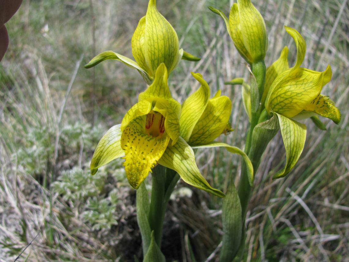 Otra de las más lindas es Chloraea × flavovirens, la inflorescencia es más alta y de color amarillo limón, pero las flores son pequeñas. Foto 4 Otra de las más lindas es Chloraea × flavovirens, la inflorescencia es más alta y de color amarillo limón, pero las flores son pequeñas. Foto 4