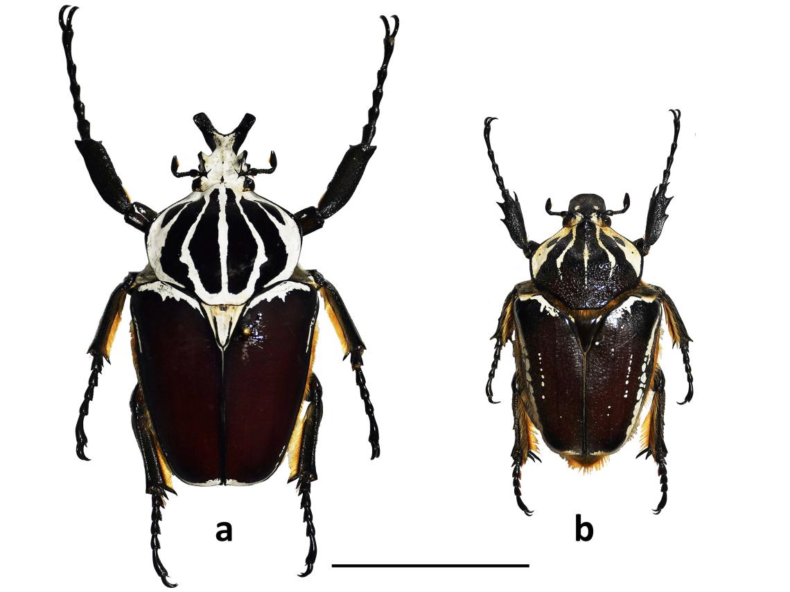 Figura 1. Goliathus goliatus. a) macho, b) hembra (escala 5 cm). Colección de Insectos Exóticos MNHN. Figura 1. Goliathus goliatus. a) macho, b) hembra (escala 5 cm). Colección de Insectos Exóticos MNHN.