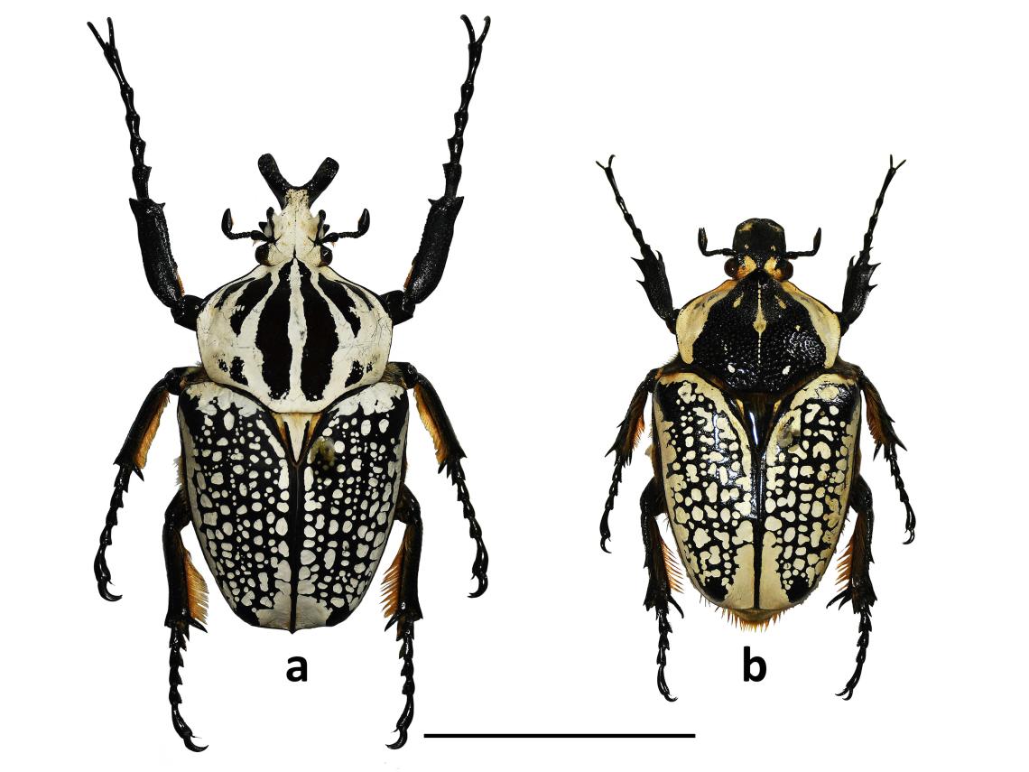 Figura 2. Goliathus orientalis. a) macho, b) hembra (escala 5 cm). Colección de Insectos Exóticos MNHN. Figura 2. Goliathus orientalis. a) macho, b) hembra (escala 5 cm). Colección de Insectos Exóticos MNHN.