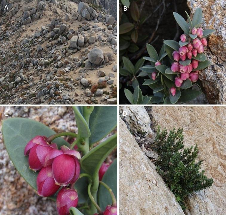 Figura 3. B. granitica. A, Habitat; B, Inflorescencia; C, Flores; D, Hábito. Fotos Alejandro E. Villarroel. Figura 3. B. granitica. A, Habitat; B, Inflorescencia; C, Flores; D, Hábito. Fotos Alejandro E. Villarroel.