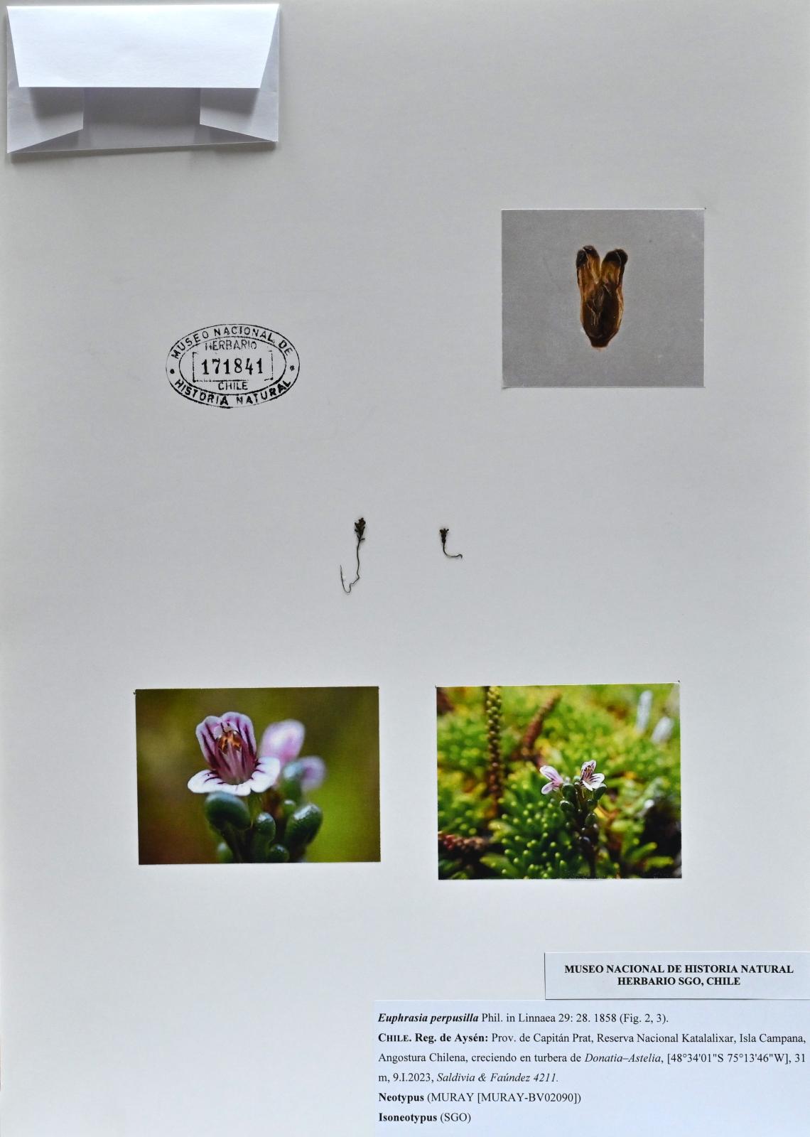Fig. 1: Isoneotipo (Foto: Victor Ardiles). Fig. 1: Isoneotipo (Foto: Victor Ardiles).