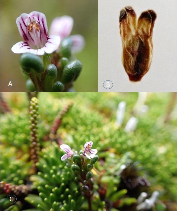 Fig. 2. A. Vista frontal de la flor; B. Cáliz lóbulos redondeados; C. Vista lateral de las flores. (Foto: Patricio Saldivia). Fig. 2. A. Vista frontal de la flor; B. Cáliz lóbulos redondeados; C. Vista lateral de las flores. (Foto: Patricio Saldivia).