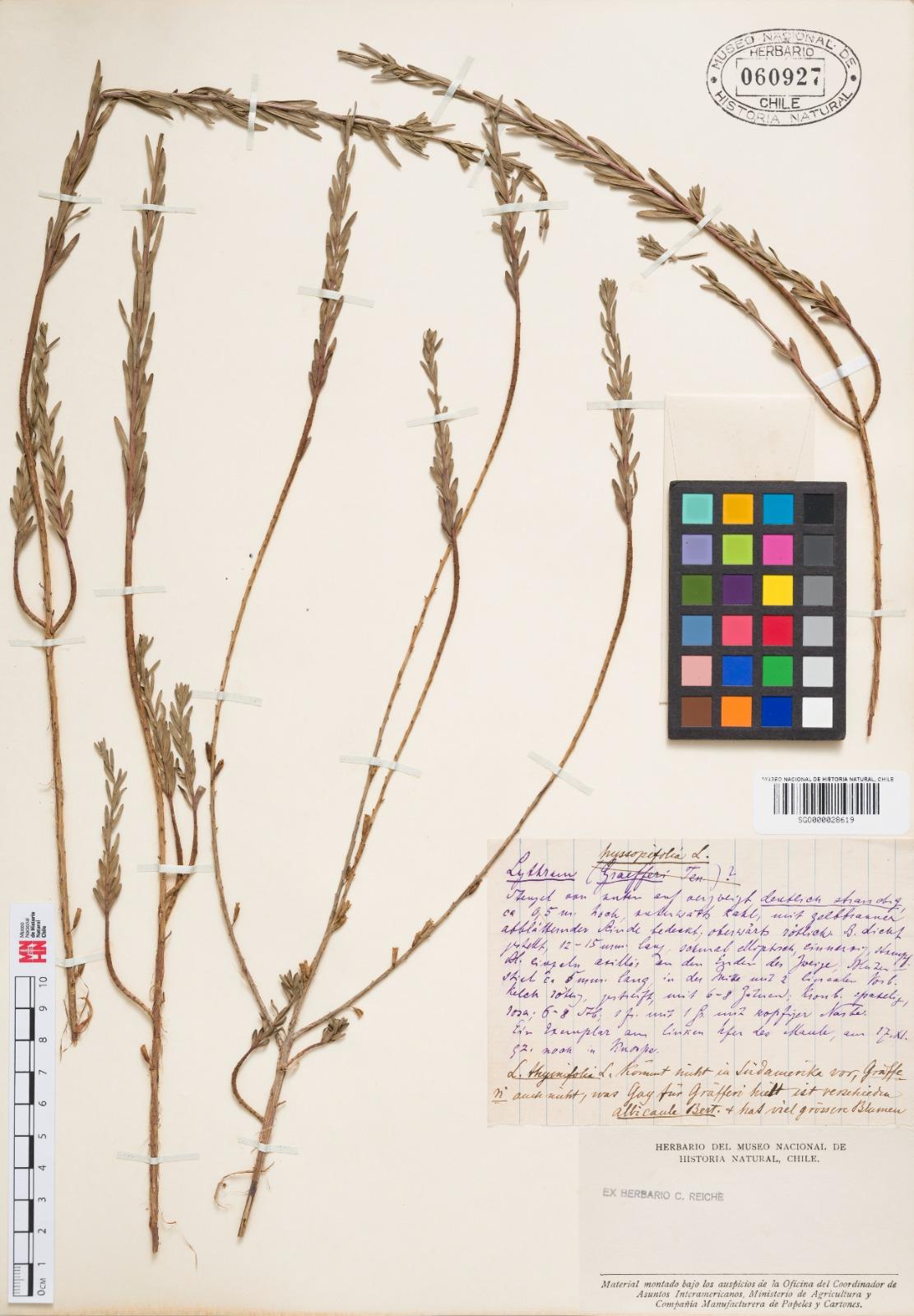 Imagen del ejemplar Lythrum hyssopifolium L., con etiqueta compleja de interpretar debido a la presencia de varios idiomas y letra manuscrita. 2B: Imagen ampliada de la etiqueta. Para el presente Proyecto se logró rescatar solo la localidad (Maule), fecha (1892) y recolector (Karl Reiche). Imagen del ejemplar Lythrum hyssopifolium L., con etiqueta compleja de interpretar debido a la presencia de varios idiomas y letra manuscrita. 2B: Imagen ampliada de la etiqueta. Para el presente Proyecto se logró rescatar solo la localidad (Maule), fecha (1892) y recolector (Karl Reiche).
