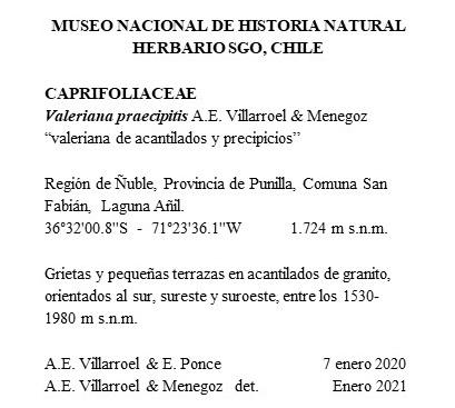 Modelo de etiqueta para ejemplares de plantas vasculares del Herbario SGO (MNHN). Se presenta en primer lugar; Institución, acrónimo del Herbario, familia botánica, nombre científico con autor, datos geográficos, hábitat resumido, recolector y determinador. Modelo de etiqueta para ejemplares de plantas vasculares del Herbario SGO (MNHN). Se presenta en primer lugar; Institución, acrónimo del Herbario, familia botánica, nombre científico con autor, datos geográficos, hábitat resumido, recolector y determinador.