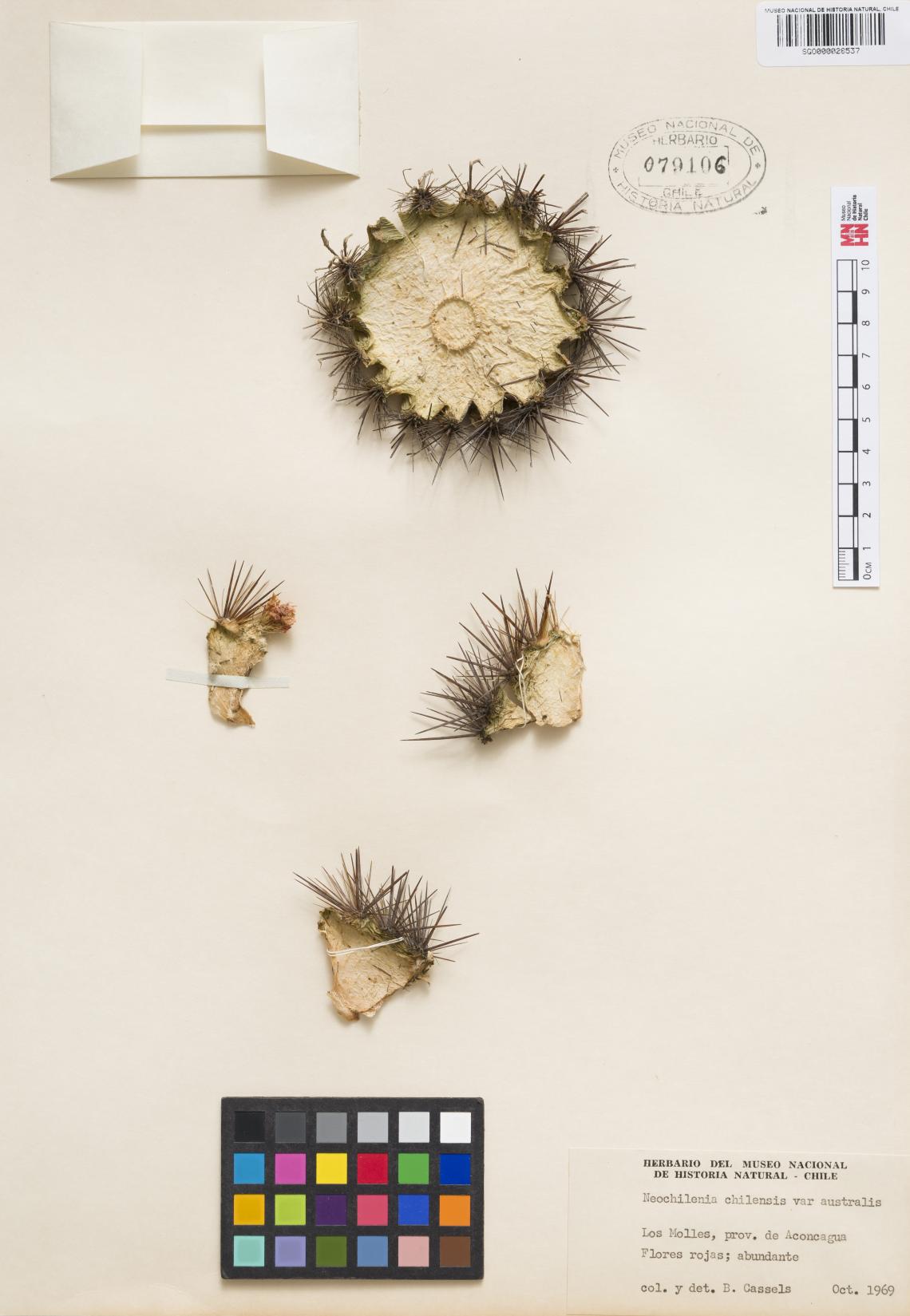 Fotografía 1.- Imagen del cactus Pyrrhocactus chilensis var. chilensis (SGO 79106) Fotografía 1.- Imagen del cactus Pyrrhocactus chilensis var. chilensis (SGO 79106)