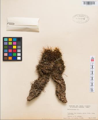 Fotografía 4 Imagen del cactus Astrocactus patagónicus (SGO 78405) Fotografía 4 Imagen del cactus Astrocactus patagónicus (SGO 78405)