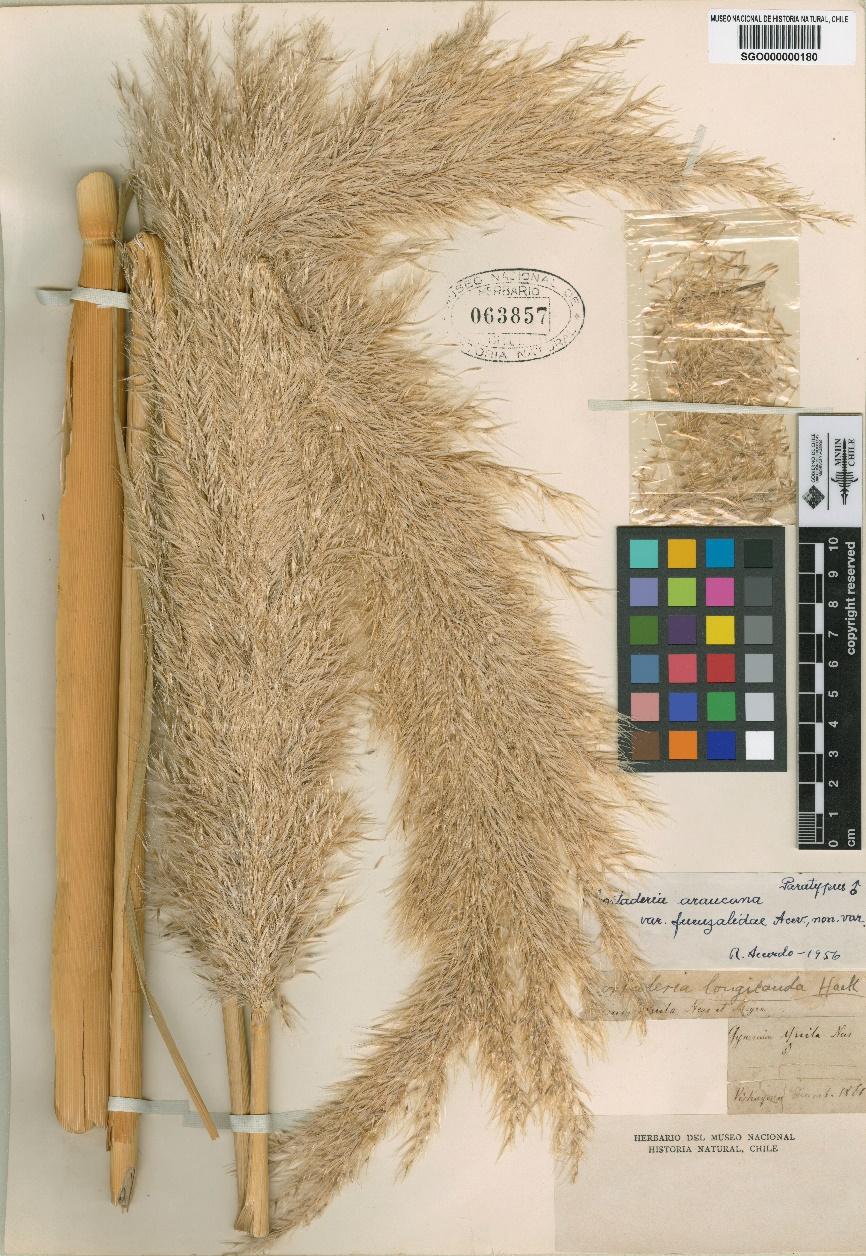 Imagen 2: Cortaderia araucana Stapf var. fuenzalidae Acevedo Imagen 2: Cortaderia araucana Stapf var. fuenzalidae Acevedo