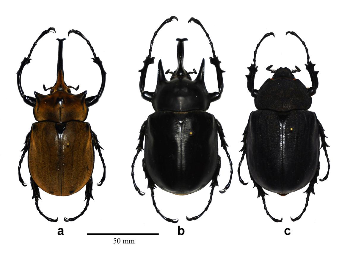 Figura 1. Escarabajos elefante. Megasoma elephas macho (a), Megasoma actaeon macho (b) y hembra (c). Figura 1. Escarabajos elefante. Megasoma elephas macho (a), Megasoma actaeon macho (b) y hembra (c).