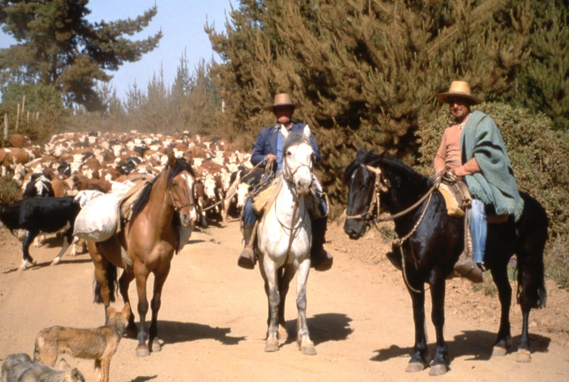 Imagen 2: Dos arrieros guían su ganado por un camino rural, 1975. Autor: Jack Ceitelis (1975-1985). (Archivo Fotográfico y Audiovisual, Biblioteca Nacional de Chile). Imagen 2: Dos arrieros guían su ganado por un camino rural, 1975. Autor: Jack Ceitelis (1975-1985). (Archivo Fotográfico y Audiovisual, Biblioteca Nacional de Chile).