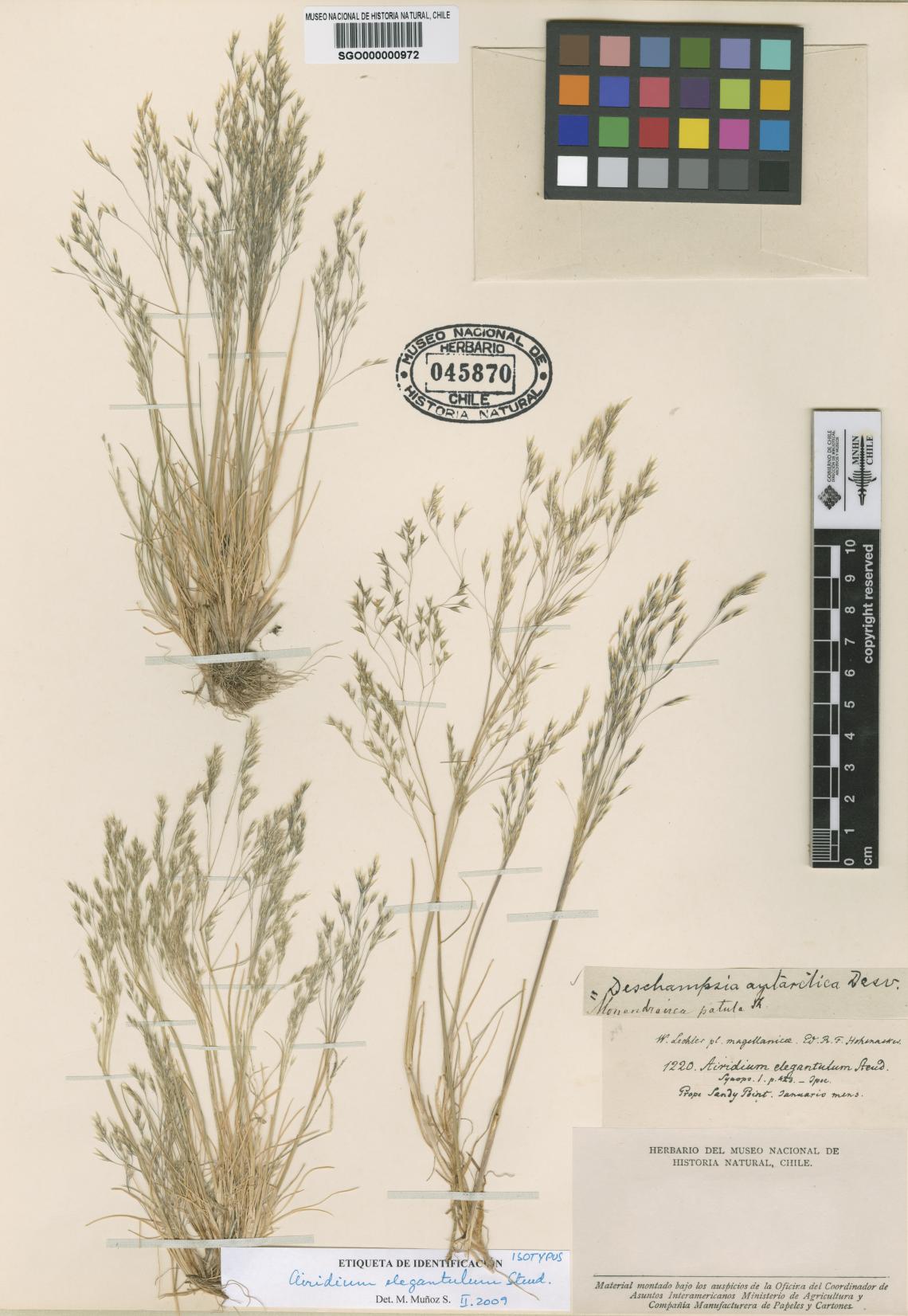 Airidium elegantulum Steud. Airidium elegantulum Steud.