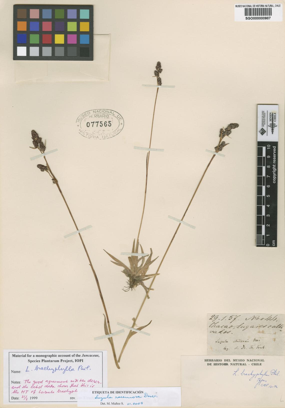 Luzula brachyphylla Phil. Luzula brachyphylla Phil.