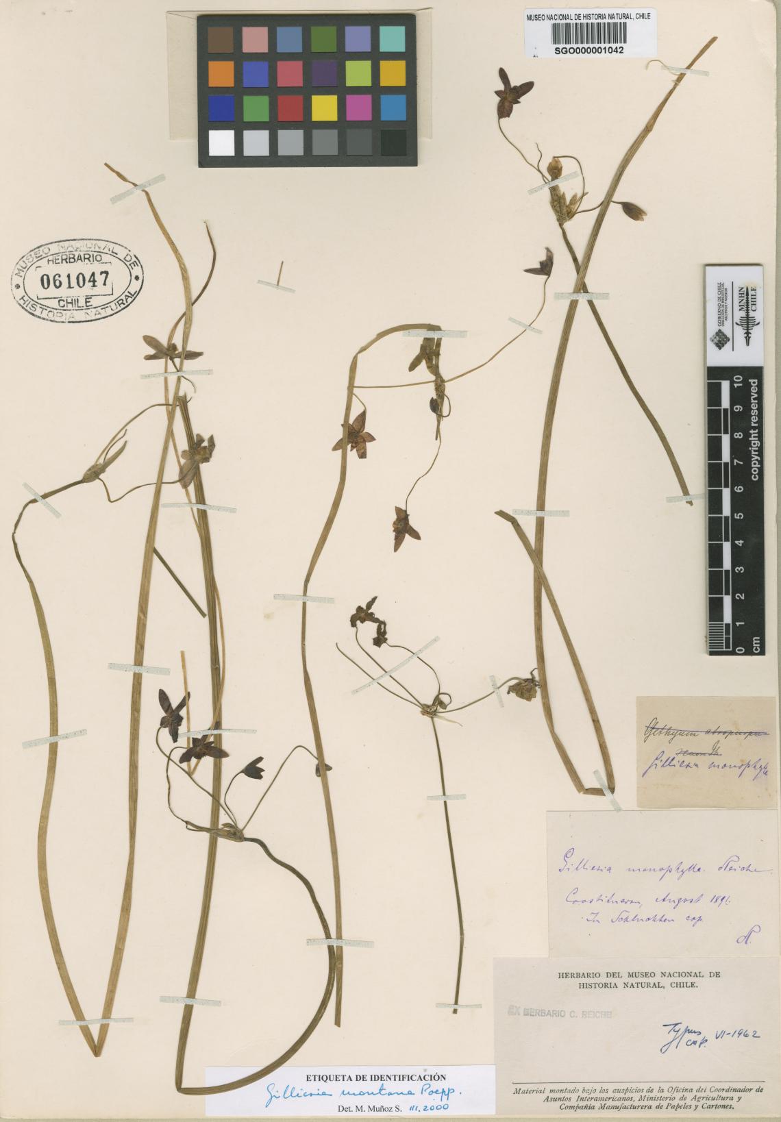 Gilliesia monophylla Reiche Gilliesia monophylla Reiche