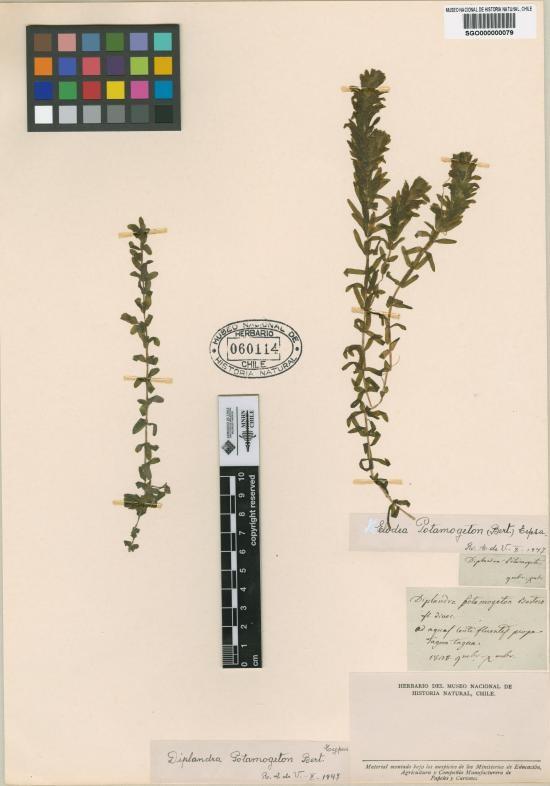 Diplandra potamogeton Diplandra potamogeton