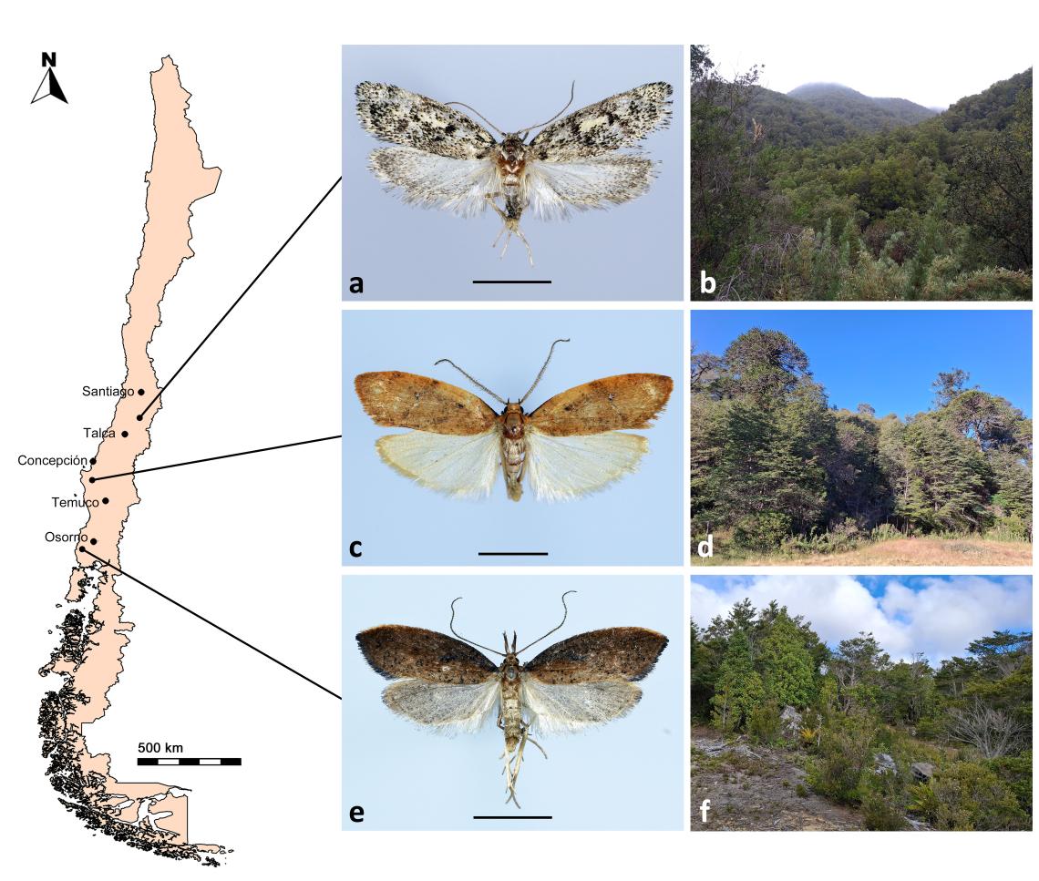 Figura 1. Nuevas especies de microlepidópteros chilenos, distribución y hábitat. a) Teresita aspersa, b) quebrada El Sauce; c) Piremawida bicornis, d) cordillera de Sarao; e) Endothamna similifolia, f) San Alfonso; (Escala = 5 mm).