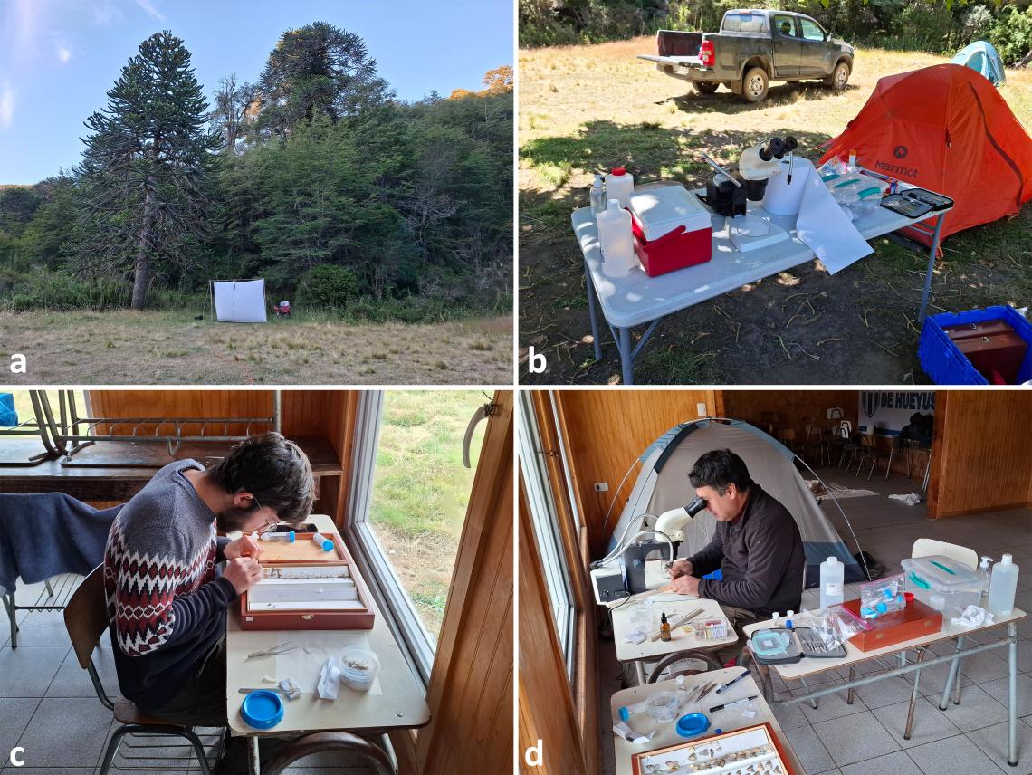 Figura 2. Trabajo de campo. a) y b) actividades de recolección en San Alfonso, región del Biobío; c) y d) montaje y preparación de las muestras en Hueyusca, región de Los Lagos.