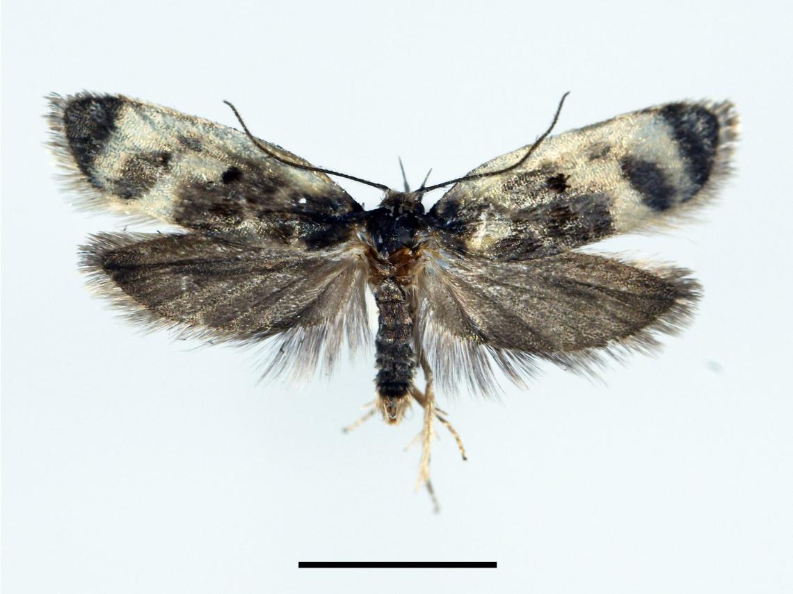 Figura 1. Glorita iris, ejemplar macho en vista dorsal (escala = 5 mm). Figura 1. Glorita iris, ejemplar macho en vista dorsal (escala = 5 mm).