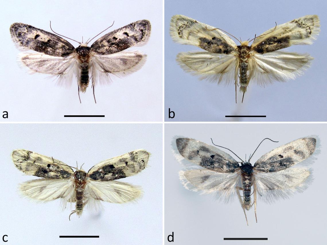 Figura 2. Especies del género Glorita. a) Glorita colchahuensis, b) G. curicoensis, c) G. olmuensis, d) G. nahuelbutensis (escala = 5 mm). Figura 2. Especies del género Glorita. a) Glorita colchahuensis, b) G. curicoensis, c) G. olmuensis, d) G. nahuelbutensis (escala = 5 mm).
