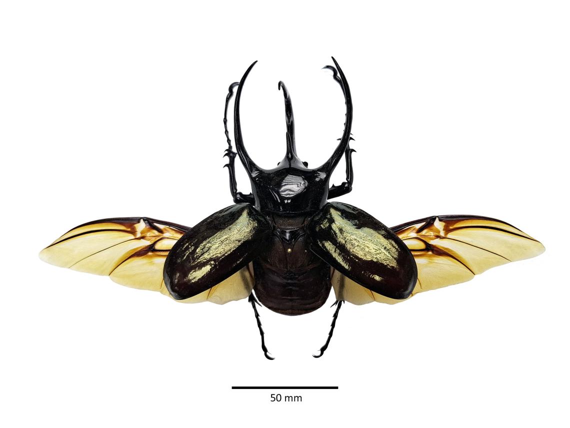 Figura 1. Ejemplar macho de Chalcosoma chiron con sus alas desplegadas (preparado por Enrique Valdés, MNHN). Figura 1. Ejemplar macho de Chalcosoma chiron con sus alas desplegadas (preparado por Enrique Valdés, MNHN).