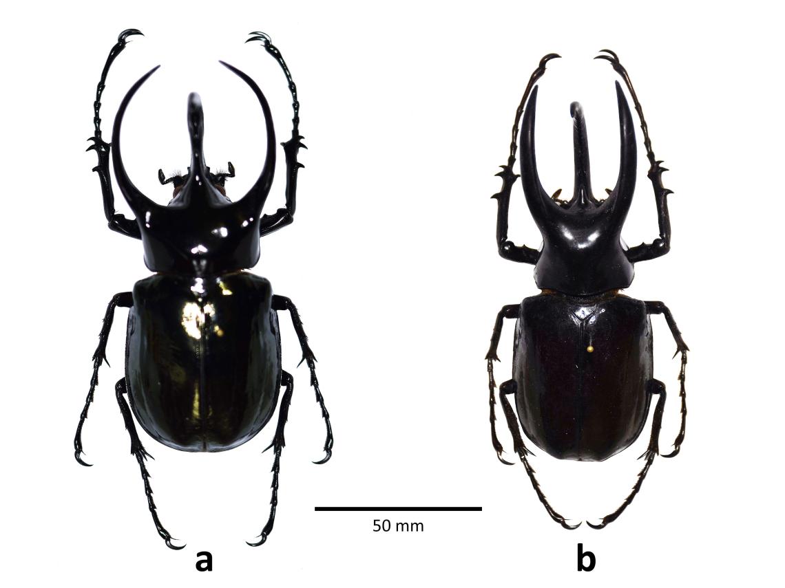 Figura 2. Vista dorsal de ejemplares macho de Chalcosoma chiron (a) y C. moellenkampi (b). Figura 2. Vista dorsal de ejemplares macho de Chalcosoma chiron (a) y C. moellenkampi (b).