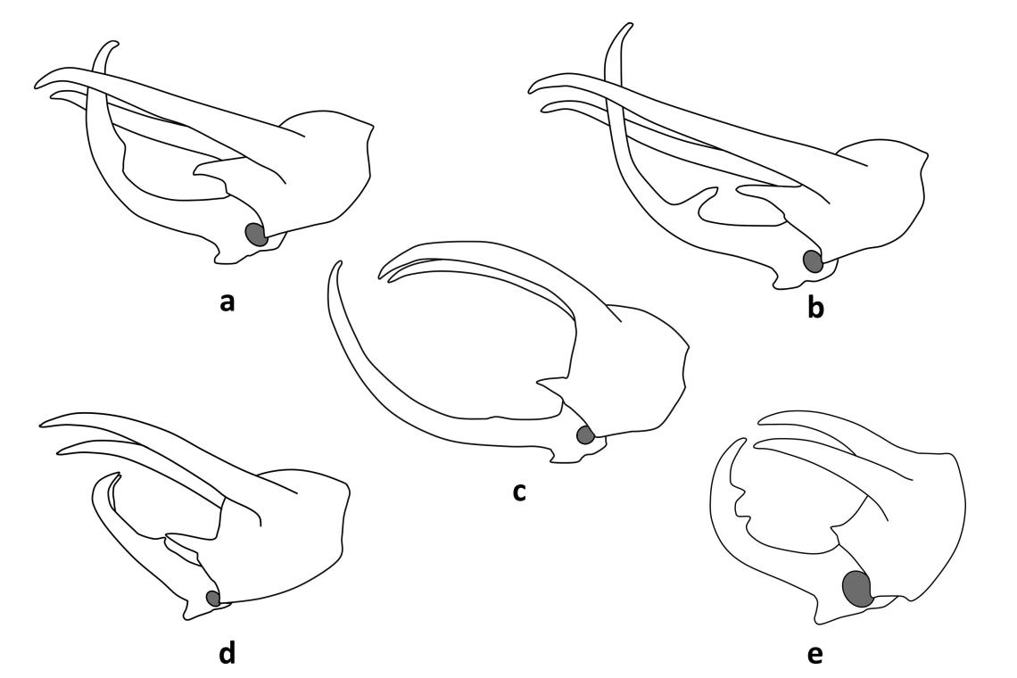 Figura 3. Esquema de los cuernos cefálicos y protorácicos de las especies de Chalcosoma. a) Chalcosoma atlas, b) C. chiron, c) C. moellenkampi, d) C. argregs y d) C. engganensis. Figura 3. Esquema de los cuernos cefálicos y protorácicos de las especies de Chalcosoma. a) Chalcosoma atlas, b) C. chiron, c) C. moellenkampi, d) C. argregs y d) C. engganensis.