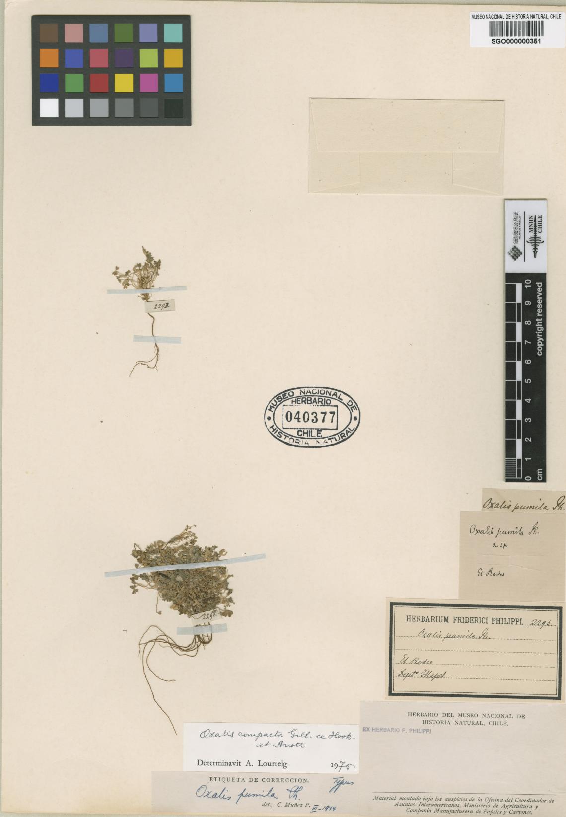 Oxalis pumila Oxalis pumila