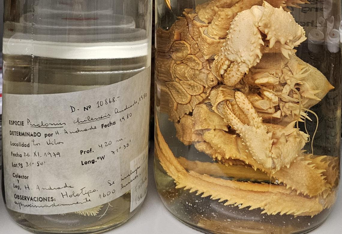 Figura 3: Holotipos conservados en el AZI-MNHNCL, es decir, los ejemplares usados por los investigadores para describir nuevas especies de centollones de Chile. Izquierda: Paralomis chilensis, descrito por Héctor Andrade en 1980 y a la derecha Paralomis otsui, descrita por Rodolfo Wilson en 1990. Figura 3: Holotipos conservados en el AZI-MNHNCL, es decir, los ejemplares usados por los investigadores para describir nuevas especies de centollones de Chile. Izquierda: Paralomis chilensis, descrito por Héctor Andrade en 1980 y a la derecha Paralomis otsui, descrita por Rodolfo Wilson en 1990.