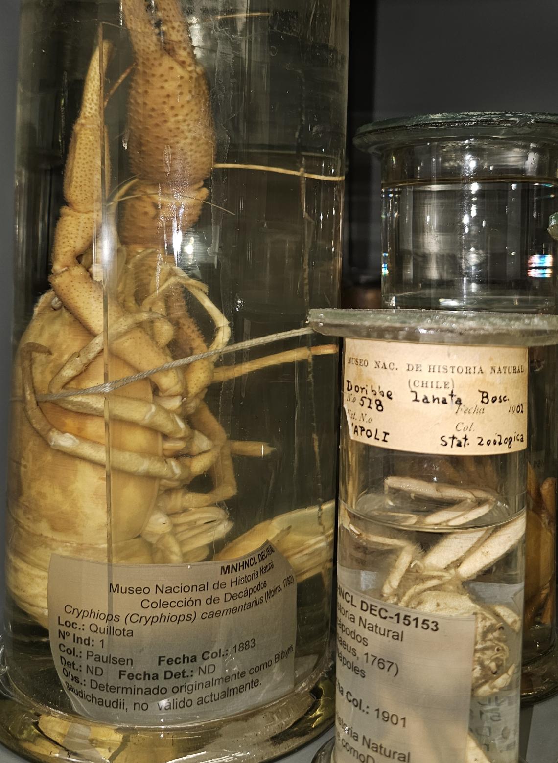 Figura 5: Camarón de río del norte (Macrobrachium caementarius) recolectados en Quillota en 1883, parte de la colección histórica del Área Zoología de Invertebrados del MNHN. Figura 5: Camarón de río del norte (Macrobrachium caementarius) recolectados en Quillota en 1883, parte de la colección histórica del Área Zoología de Invertebrados del MNHN.