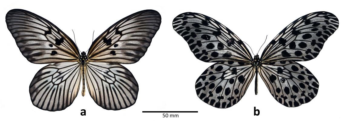 Figura 2. Ejemplares montados de Idea blanchardii (a) e Idea lynceus (b). Figura 2. Ejemplares montados de Idea blanchardii (a) e Idea lynceus (b).