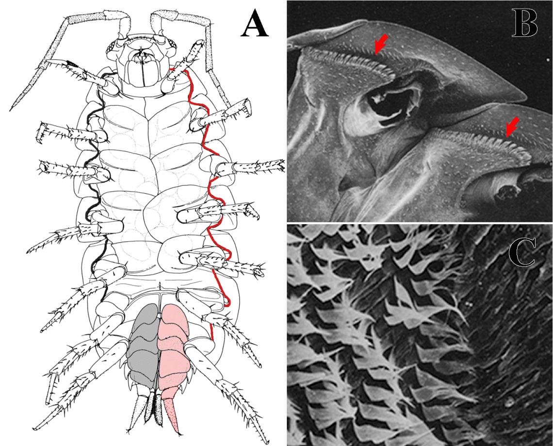 Figura 1. A: Vista ventral de un isópodo terrestre, mostrando la ubicación del sistema conductor de agua (SCA) (en rojo los conductos de escamas; en rosado pálido las zonas que transportan agua sobre su superficie). B: microfotografía mostrando las filas de escamas que forman los conductos del SCA; C: detalle de las escamas conductoras de agua. Figura A extraída de Schmidt (2008); B y C extraídas de House (1981).    