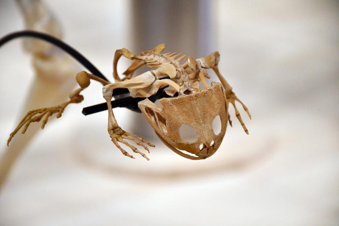 Calyptocephalella gayi