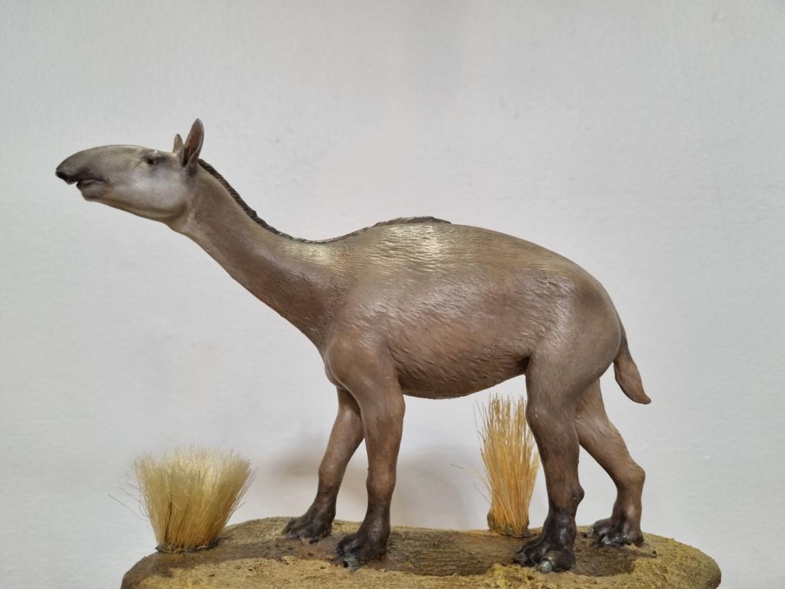 Figura 1. Reconstrucción de una Macrauchenia en vida, con trompa similar a la de un tapir. Colección de material didáctico del Museo Nacional de Historia Natural. (Foto: Karina Buldrini).