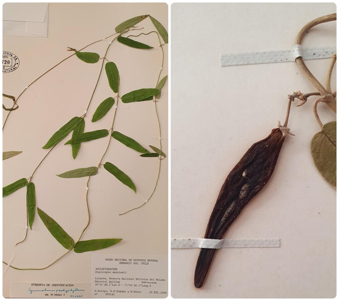 especimen herbario foto GR