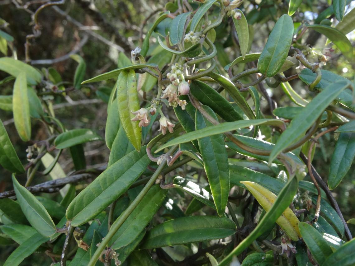 Diplolepis pachyphylla Añihue MTE  (1)