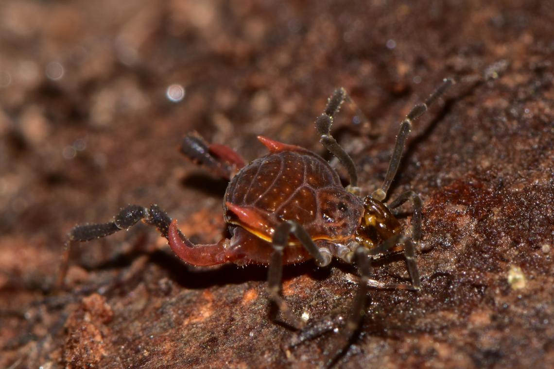 Figura 1: un macho menor de Purranquia manquemapu sp. nov., la especie tipo del género, descubierta en la localidad costera de Manquemapu, comuna de Purranque.