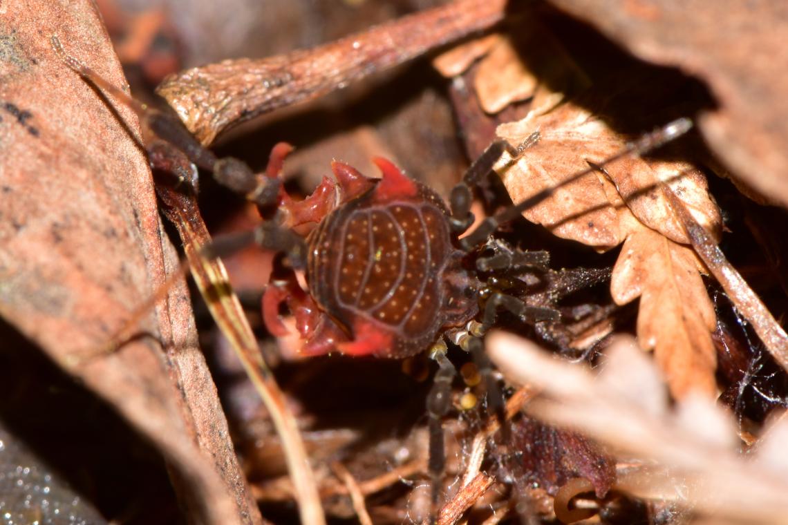 Figura 2: macho menor de Purranquia hueyusca sp. nov., descubierta en la vertiente oriental de la Cordillera de la Costa de la comuna de Purranque.
