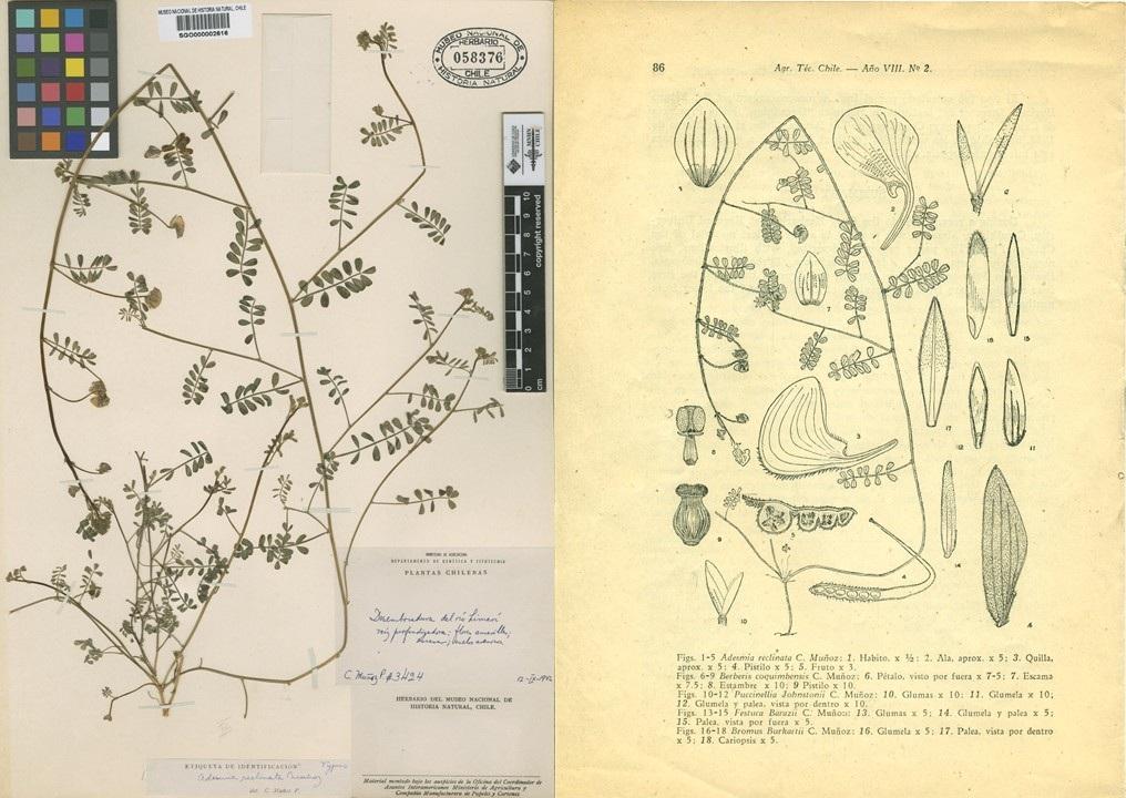 Adesmia reclinata Muñoz, ilustrada por el mismo Prof. Muñoz