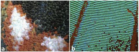 Figura 1. Tipos de colores en escamas de lepidópteros, a) pigmentarios, b) iridiscentes.