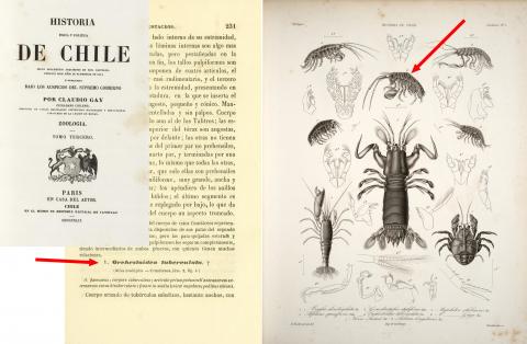 Descripción original e ilustración de Orchestoidea tuberculata (flechas) por Hercule Nicolet, en la Historia Física y Política de Chile (1849).   