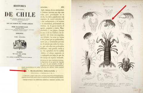 Descripción original e ilustración de Orchestoidea tuberculata (flechas) por Hercule Nicolet, en la Historia Física y Política de Chile (1849). Descripción original e ilustración de Orchestoidea tuberculata (flechas) por Hercule Nicolet, en la Historia Física y Política de Chile (1849).