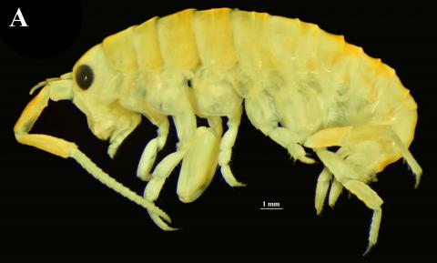 Figura 2: Imagen del neotipo de Orchestoidea tuberculata, un macho recolectado en playa Cochoa, región de Valparaíso. Figura 2: Imagen del neotipo de Orchestoidea tuberculata, un macho recolectado en playa Cochoa, región de Valparaíso.