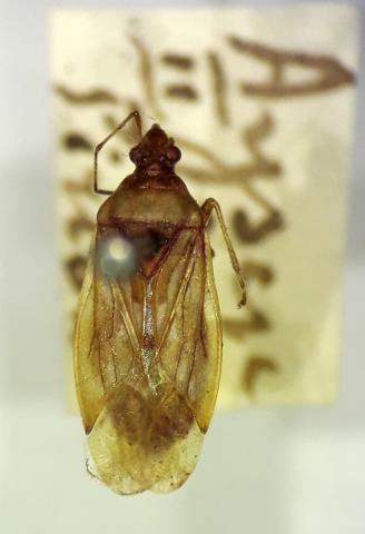 Ejemplar hembra de Idiostolus insularis. Tamaño aproximado 7 mm (Foto: M. Elgueta).