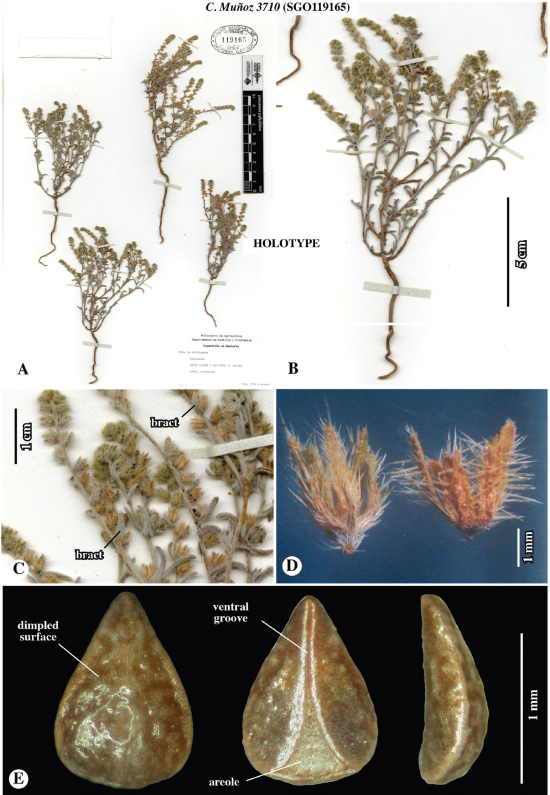 Figura 2. Holotipo de Johnstonella punensis, sp. nov., C. Muñoz 3710 (SGO119165) [identificado originalmente como Cryptantha]. 