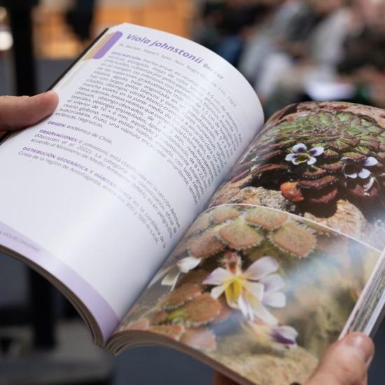 Guía de Campo “Violas Chilenas”.